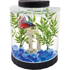 Acuario Betta Media Luna