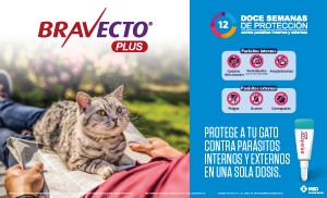 bravecto gato