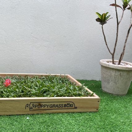Puppy Grass Boxi Premium
