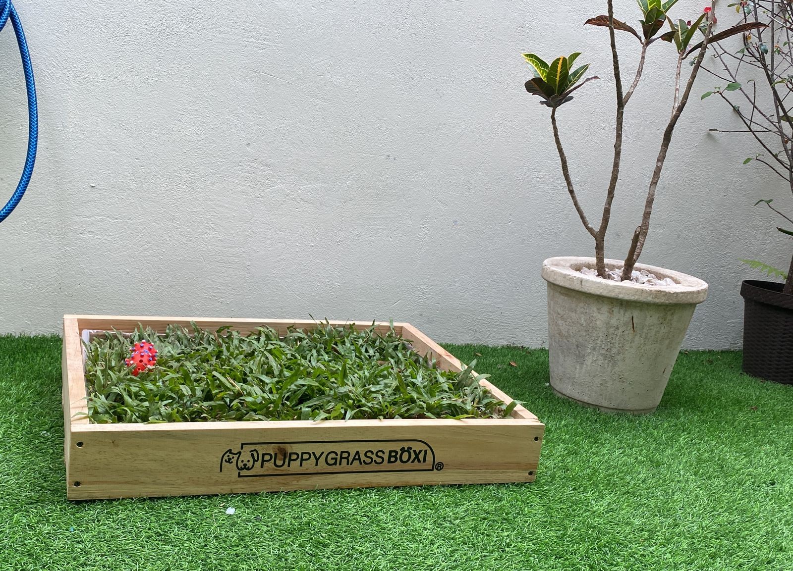 Puppy Grass Boxi Premium