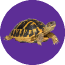Reptiles