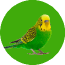 Aves