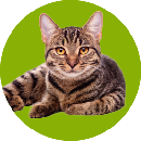 Gatos