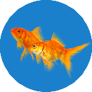 Peces